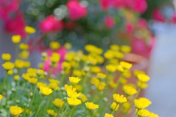 colorful flower in garden