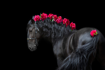 Horse portrait in bridle isolated on black background with pions in mane - obrazy, fototapety, plakaty