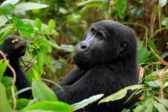 Mountain Gorilla (Gorilla beringei beringei) in Bwindi Impenetrable National Park, Uganda
