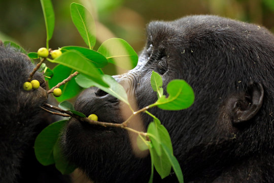 Close-up of a Mountain Gorilla (Gorilla beringei beringei) Feeding on Berries. Bwindi Impenetrable National Park, Uganda