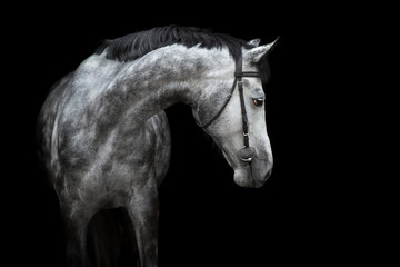 Fototapeta na wymiar White Horse portrait in bridle isolated on black background