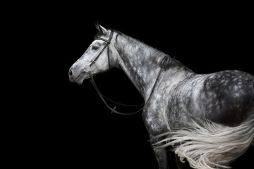 Fototapeta na wymiar White Horse portrait in bridle isolated on black background