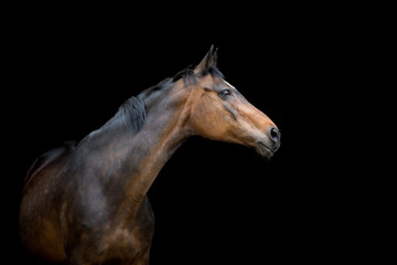 Bay horse close up portrait