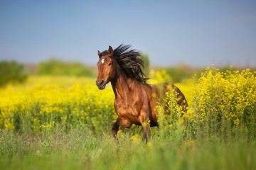 Bay horse with long mane on rape field