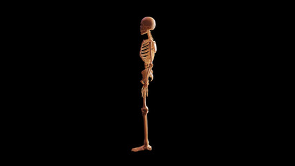 Bone Skeletal System Anatomical Model Left View