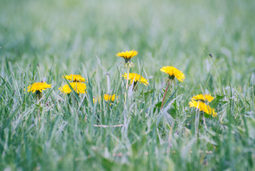 Yellow dandelions in spring