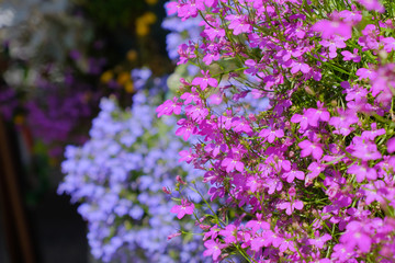 colorful flower in garden