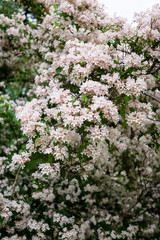 Beautiful botanical garden, flowers and blooming bushes in spring