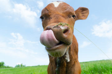 red calf muzzle with tongue hanging out-close-up