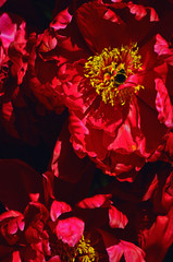 Dark Red Peony Flowers Closeup 