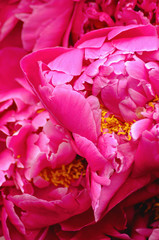 Bright Hot Pink Peony Flowers Closeup