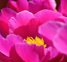 Obraz premium Bright Hot Pink Peony Flower Closeup