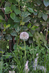 Grass. Flowers. Poplar fluff. Heat
