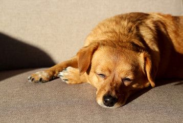 Happy doggy life. Brown dog sleeping at home on a couch in the sunshine