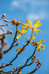 Chestnut tree in spring, March, branch with buds and young leaves, select focus