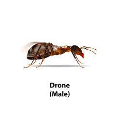 Type of ants on white background,Drone,Queen,Worker