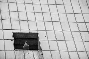 Monochrome tiled building surface with sitting dove