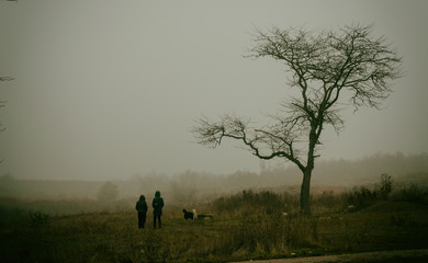 fog, tree, sky