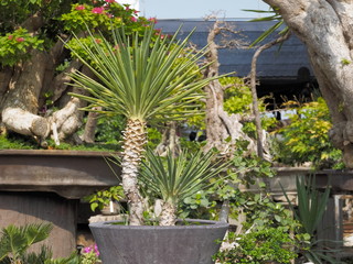 Yucca aloifolia (Spanish Bayonet) in flower pot with green garden blurred background. Common names...