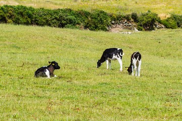 Fototapeta premium Black and White Calves Schwarz-Weiße Kälber