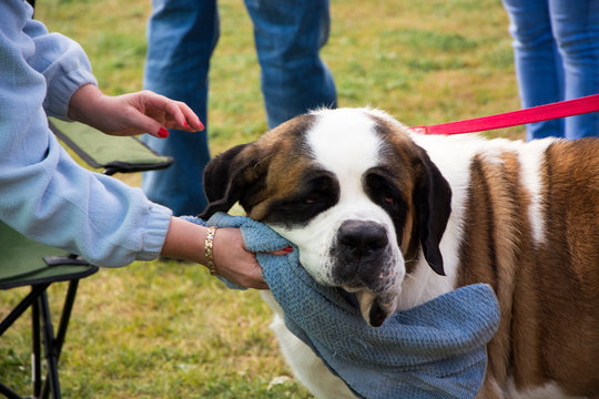 Właścicielka wyciera pysk Bernardyna