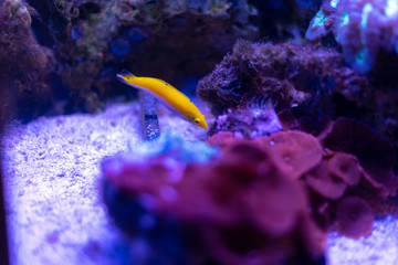 Fototapeta na wymiar Yellow Fish in the aquarium