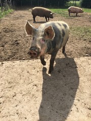 Cochon