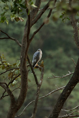 Staring Shikra in the valley 