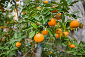 Citrus tree grows with fruit in a shop, Hanoi, Vietnam