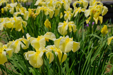 yellow iris flower
