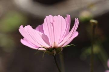 Pink cosmos flower in sunlight