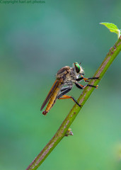 robberfly