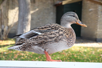 A female duck, closeup