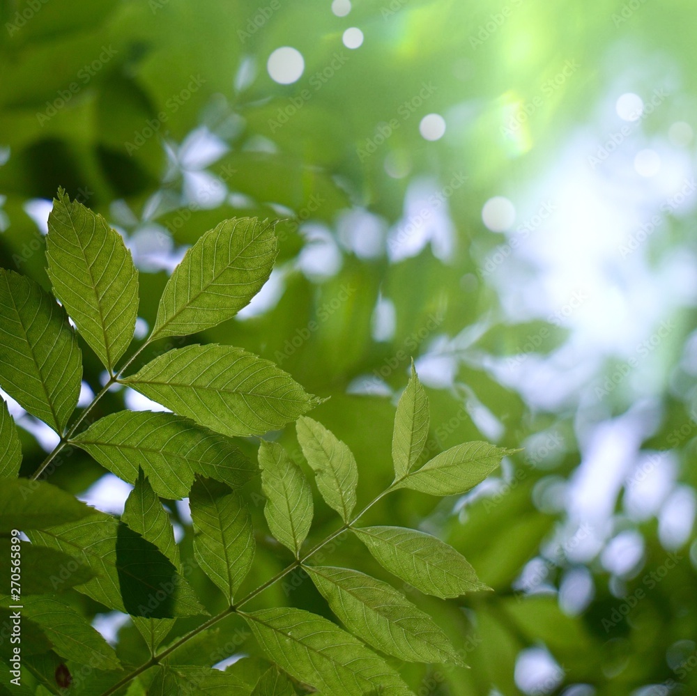 Wall mural green tree leaves and branches in summer in the nature, green background