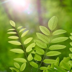 green tree leaves and branches in summer in the nature, green background