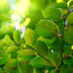 green tree leaves and branches in summer in the nature, green background