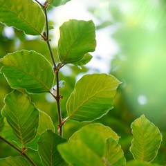 green tree leaves and branches in summer in the nature, green background