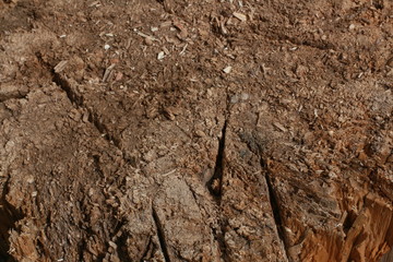 texture of bark of tree
