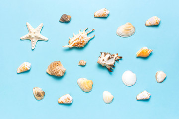 Summer concept, marine background. Different seashells and starfish on pastel blue background. Top view, flat lay, copy space. Sea summer vacation background. Travel, marine souvenir