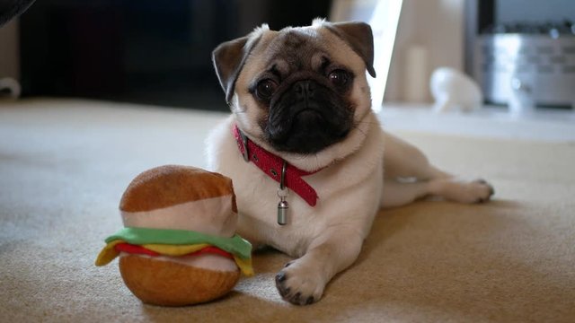 cute pug puppy looks at camera with soft dog toy