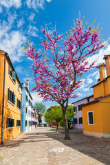 Bright colorful houses on the island of Burano on the edge of the Venetian lagoon with a flowering apricot tree. Venice, Italy