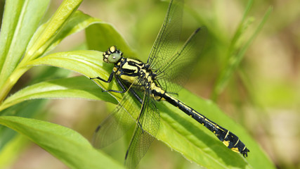 young male Common clubtail, copy space