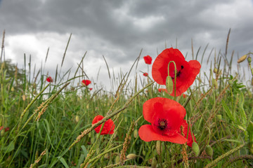 Coquelicot sous ciel orageux