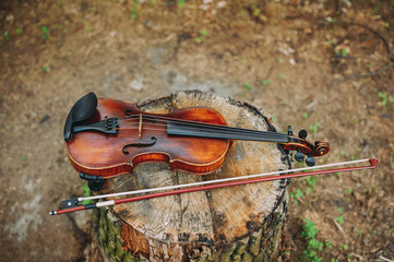 Beautiful wooden violin lying on the stump in the forest. Fragment of violin closeup