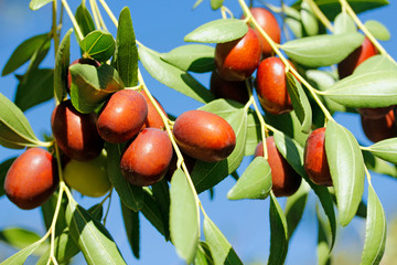 Fruits of jujube. Ziziphus jujuba.
