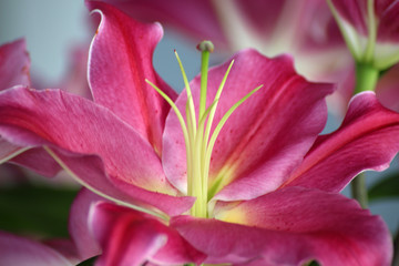Lily Pink