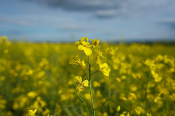 Canola