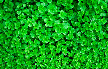 green background. grass weeds, mokrusha mokrusha after the rain