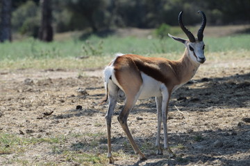 Antelope in Safari Park in France.