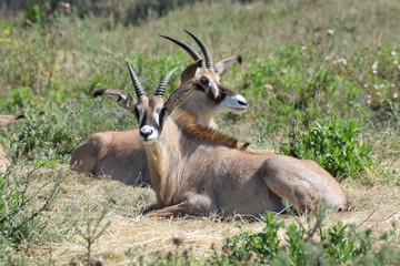 Antelope on vacation in Safari Park in France.